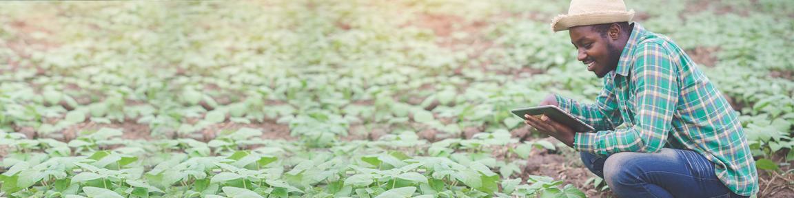 Ein Mann hockt in einem Feld und schaut auf ein Tablet.