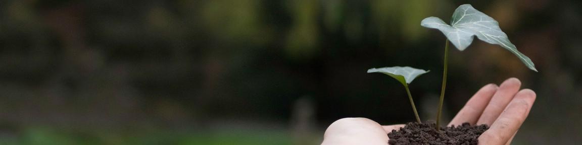 Eine offene Hand hält Erde, aus der ein Efeu wächst.