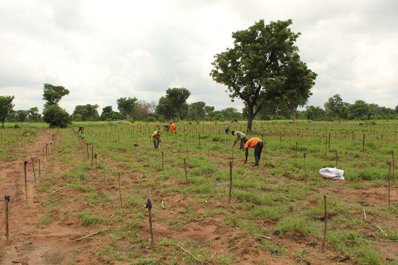 3 Energieholzplantage