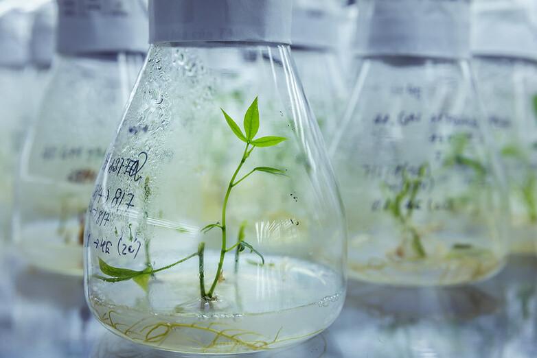 Bild 2_Maniokpflanze