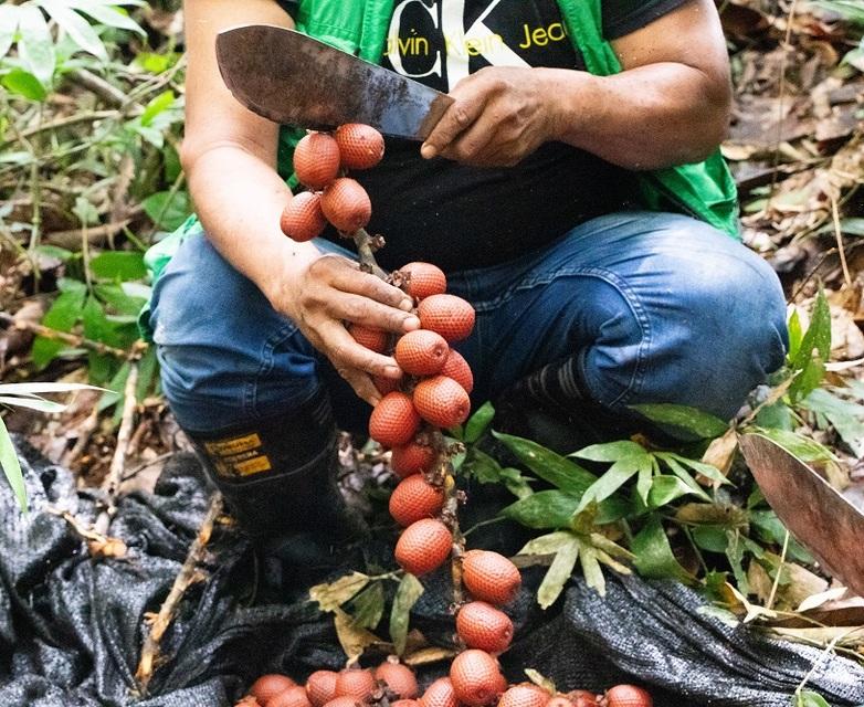 The traditional way to harvest Moriche palm fruits (canangucha in Spanish) is to cut them from a branch