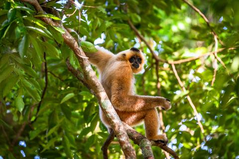 Monkey in a rainforest in Viet Nam