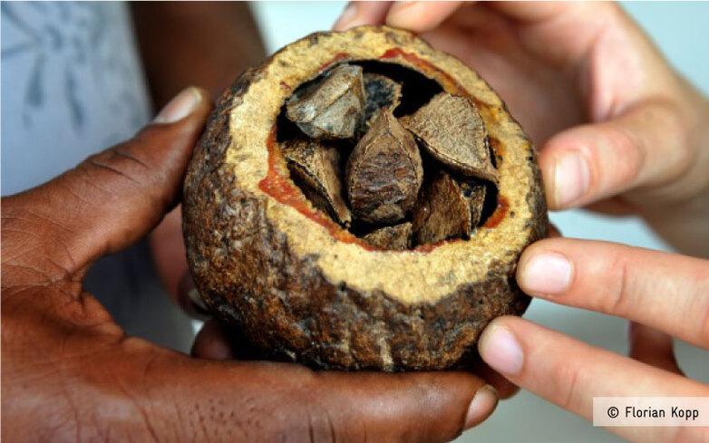 Brazil nut with kernels in the hands of a gatherer.