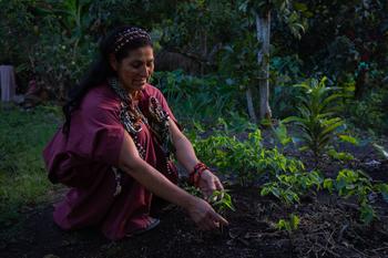Una mujer indígena cultiva plantas medicinales en los alrededores de un área natural protegida.