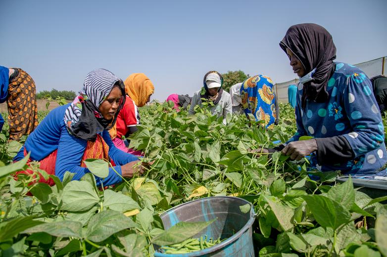 giz-IMAGE-2022-plants