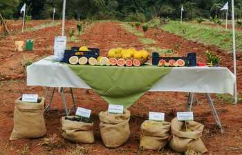 giz-IMAGE-2022-Zitrusproduktion