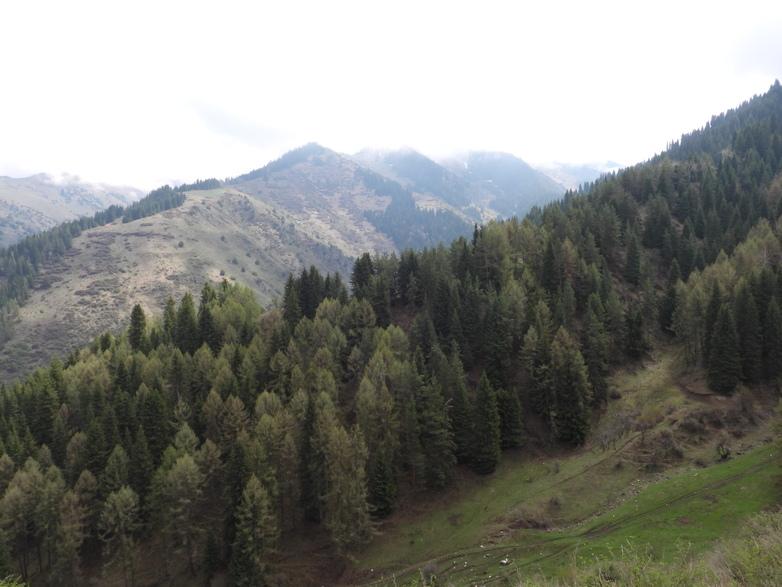 A mountain range with trees.