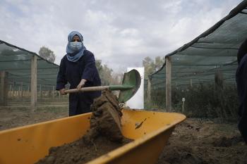 A woman is shoveling earth into a wheelbarrow.