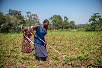 Two women working a field.