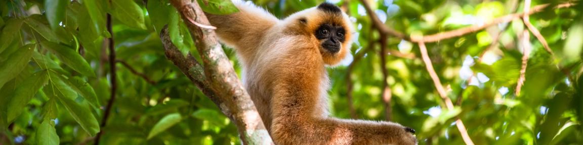 Ein Affe in einem Baum.