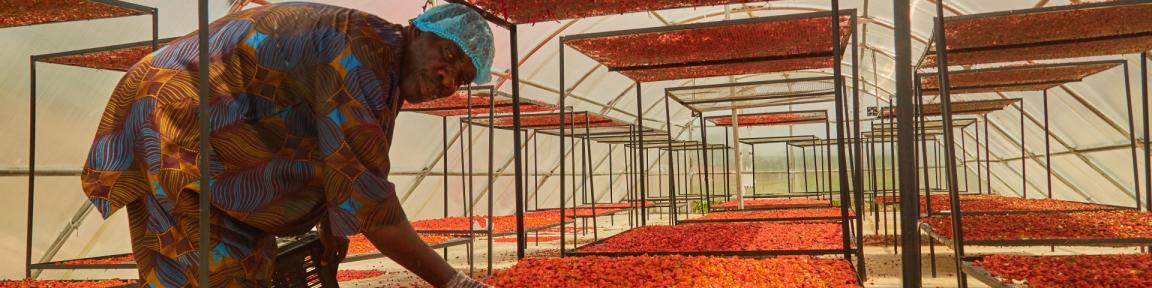 Eine Person prüft Tabletts mit getrockneten Lebensmitteln in einer solarbetriebenen Trocknungsanlage – ein Beispiel für moderne und sicherere Techniken der Lebensmittelkonservierung.