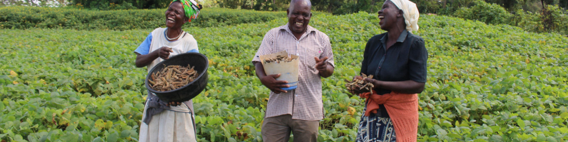Trois petits exploitants agricoles se tiennent debout dans un champ de haricots veloutés, tenant leur récolte dans leurs mains.