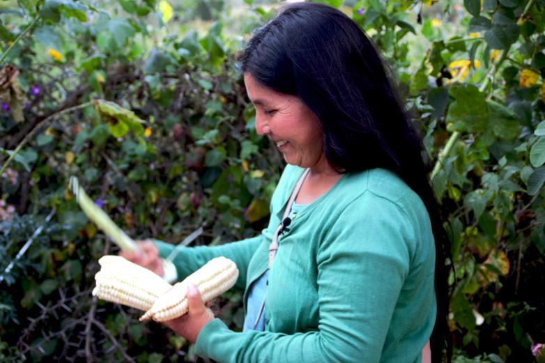 A farmer checks the maize she holds in her hands.