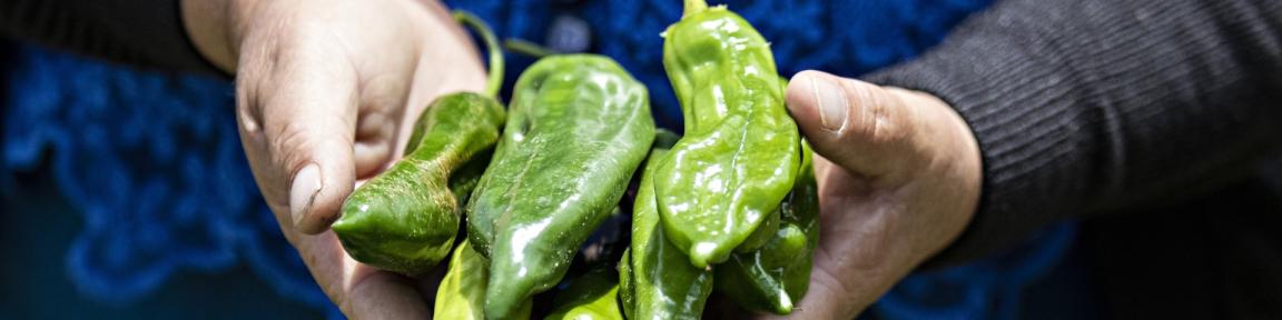 Eine Person hält Chilischoten in den Händen.