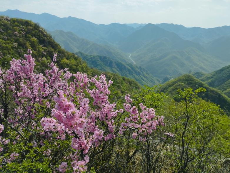 Deciduous forest on Lingshan Mountain near Beijing.