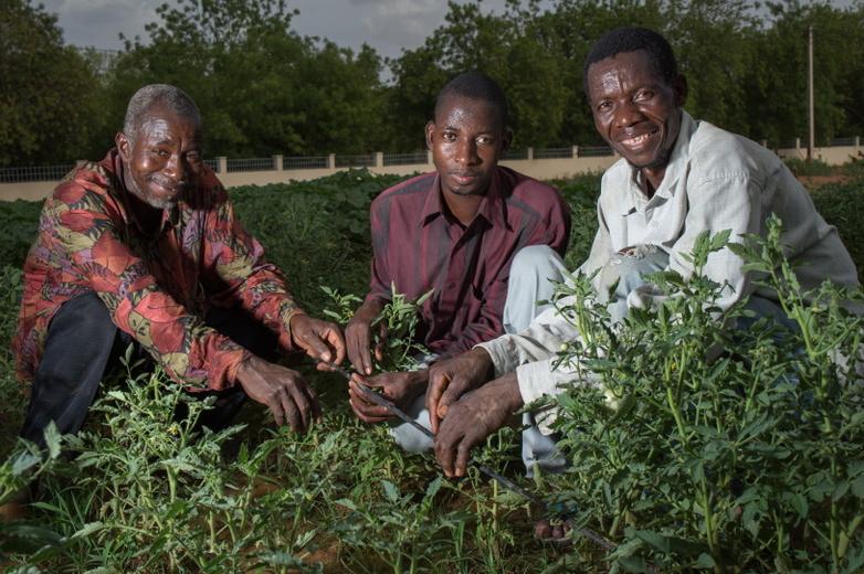 Irrigation goutte à goutte dans un champ de tomates (photo : GIZ/ Wohlmann)