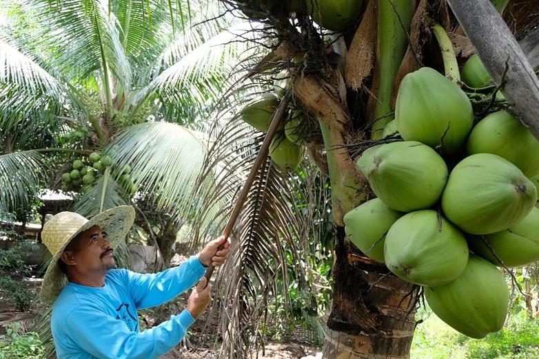 Establishing a transparent supply chain for certified coconut oil.