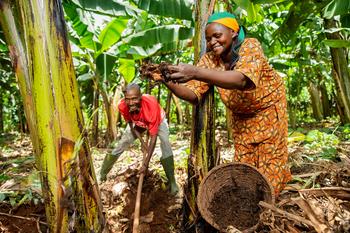 A man and woman planting bananas.