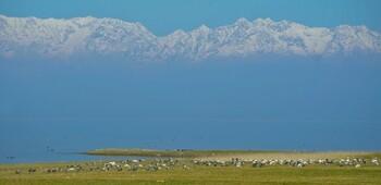 Bar-headed Geese in Pong Dam Lake, ©GIZ/Carrot Films