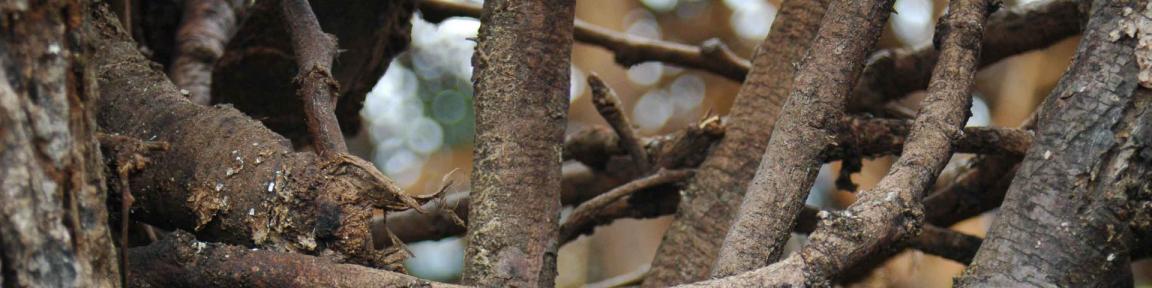 Holzstöcke werden in Norduganda für Zäune und als Grenzmarkierungen verwendet