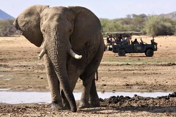 Ein Elefant, im Hintergrund sind Menschen bei einer Safari.