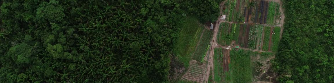 Luftaufnahme eines ländlichen Gebiets im Amazonas-Regenwald im Bundesstaat Rondônia, Brasilien.