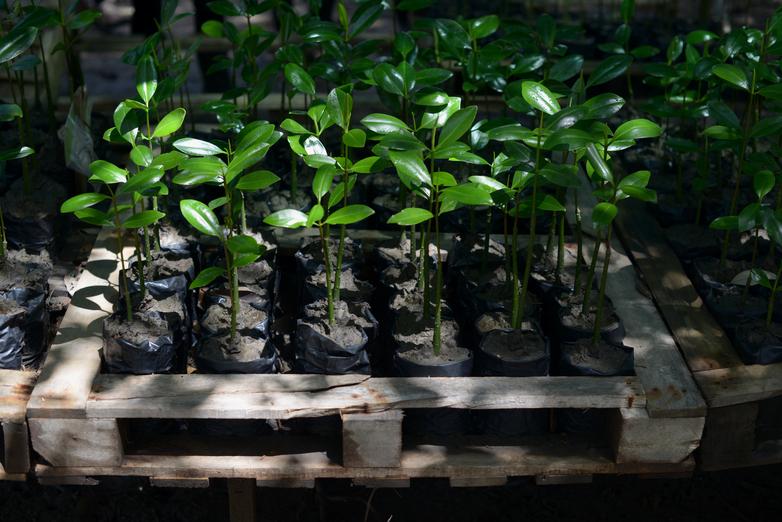 Growing small mangroves. © GIZ / Jose Diaz