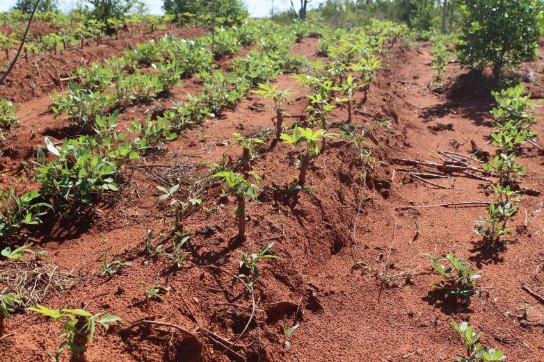Plants growing on an arable field