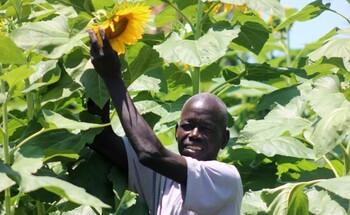 A refugee farmer harvesting sunflowers in a field in Obongi District, Uganda.
