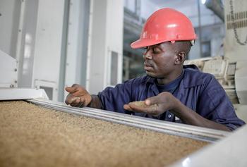 Quality control in rice production