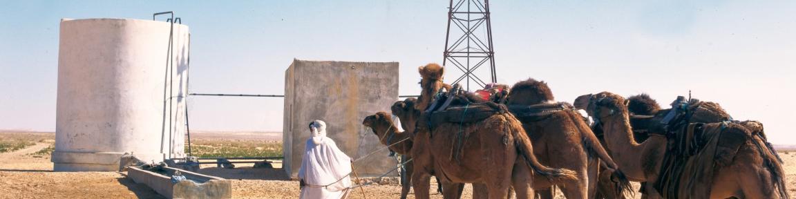 Un nomade conduit des chameaux vers un puits.