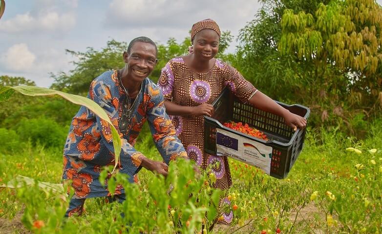 Two farmers harvesting produce in a field, with one holding a crate labelled with EU and GIZ logos.