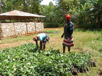 gizIMAGE-verteilung-kaffeesetzlinge