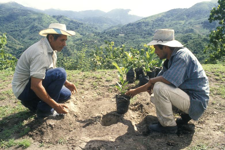 Two farmers planting young trees for reforestation.