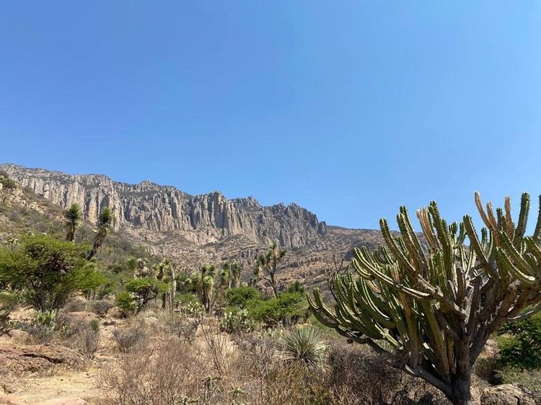 Paisaje arenoso del Parque Nacional El Gogorrón con cactus en primer plano y montañas al fondo. Derechos de autor: GIZ México / Carla Rostasy