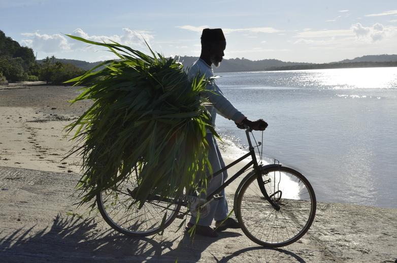 A man transporting crops on his bicycle on the beach.