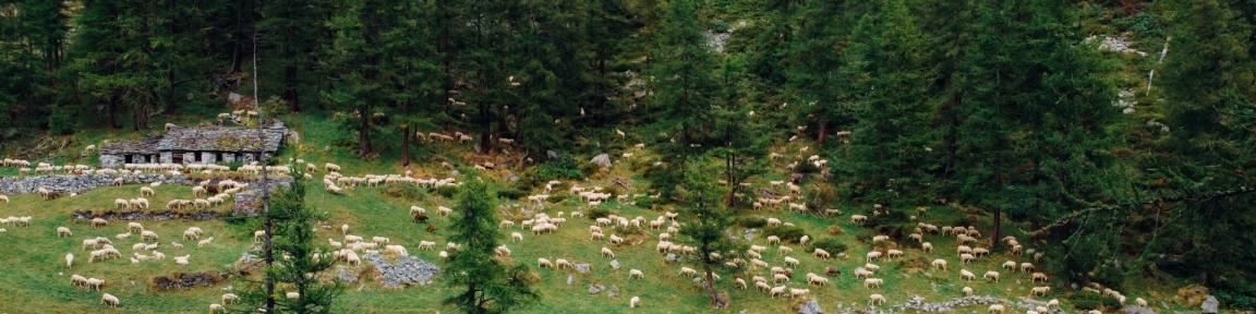 Зелений ландшафт з великою кількістю овець.