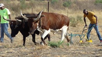 Ox-drawn Baufi ripper in use 1: Soil cultivation using an ox-drawn soil ripper