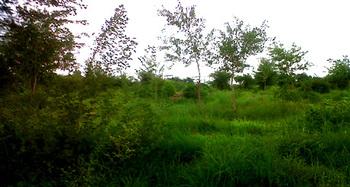 Indien. Wiederbegrünung von Brachland in Rajasthan. © GIZ