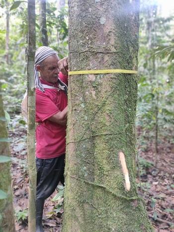 A person measures a tree trunk in the Amazon region of Caquetá.