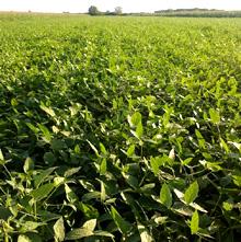 Serbia. Soya harvest in Vojvodina province. © GIZ