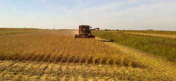 Serbia. Soya field in Vojvodina province. © GIZ