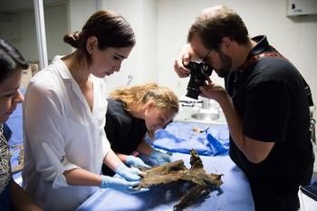 Two Mexican and two German forensic doctors analysing a piece of skin. Copyright: GIZ/Tonatiuh Figueroa