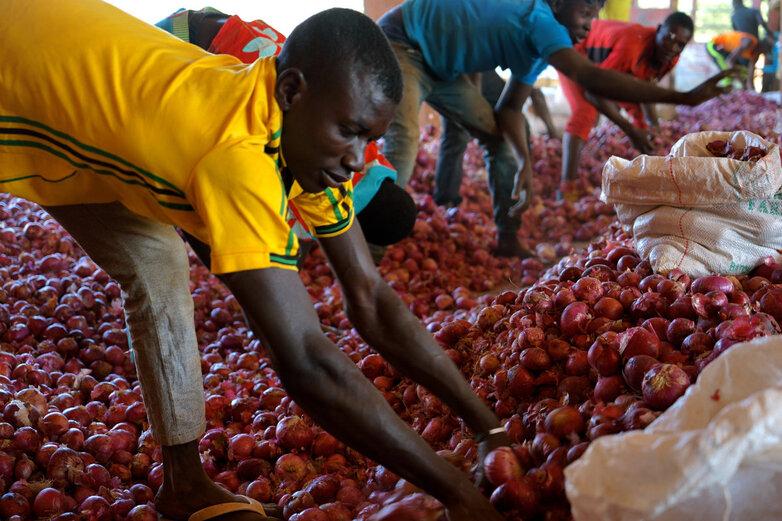 Agriculteurs au milieu d’oignons dont ils remplissent des sacs