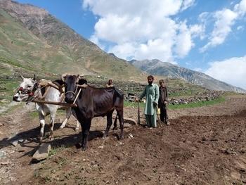 Two Pakistani men work with cattle in a field.
