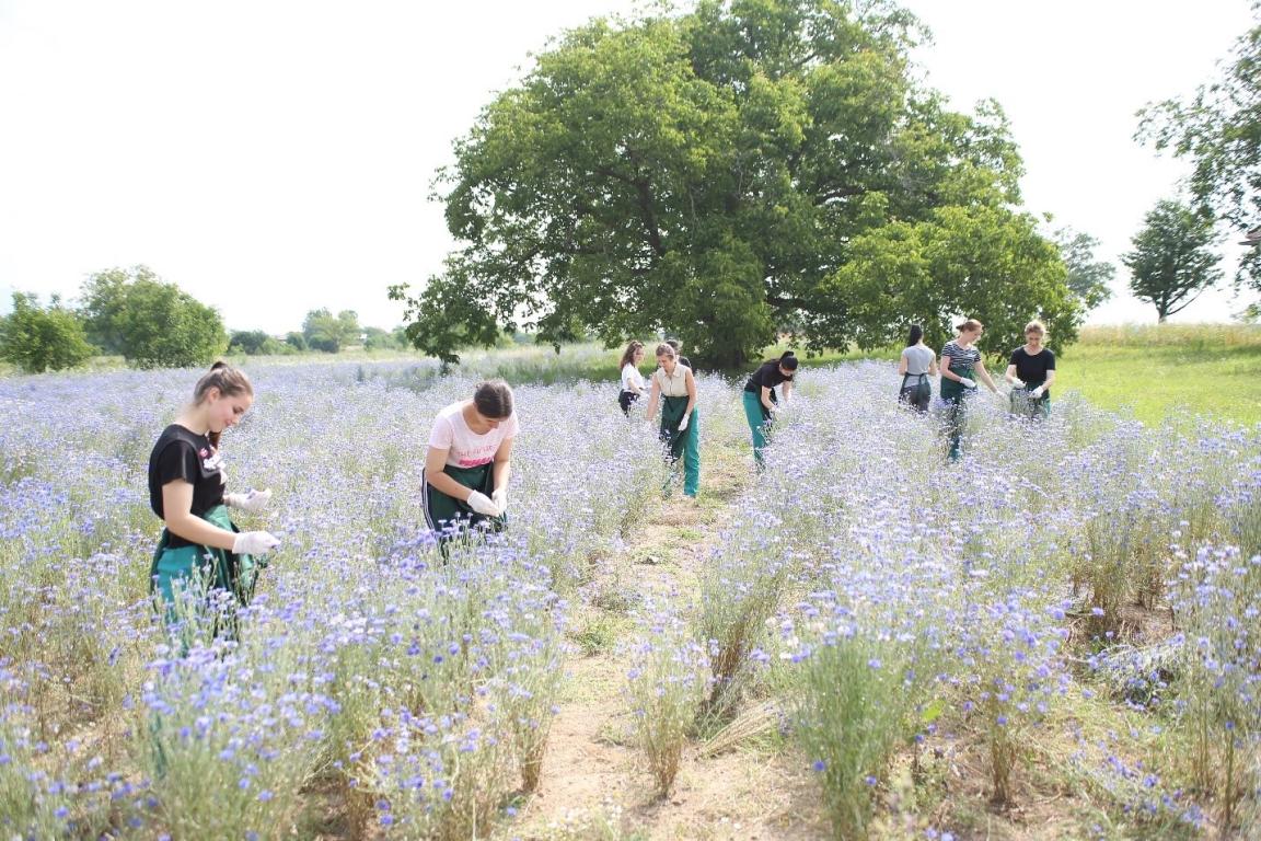 Frauen arbeiten auf einem Feld.