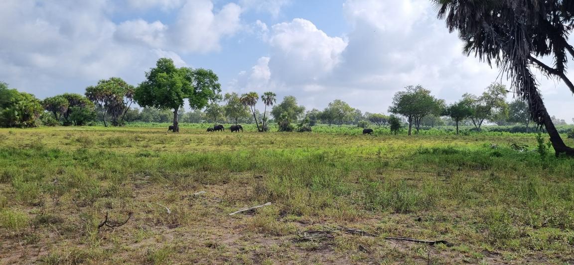 Elefanten im Selous-Ökosystem.