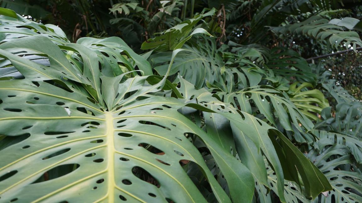 Monstera Pflanze.