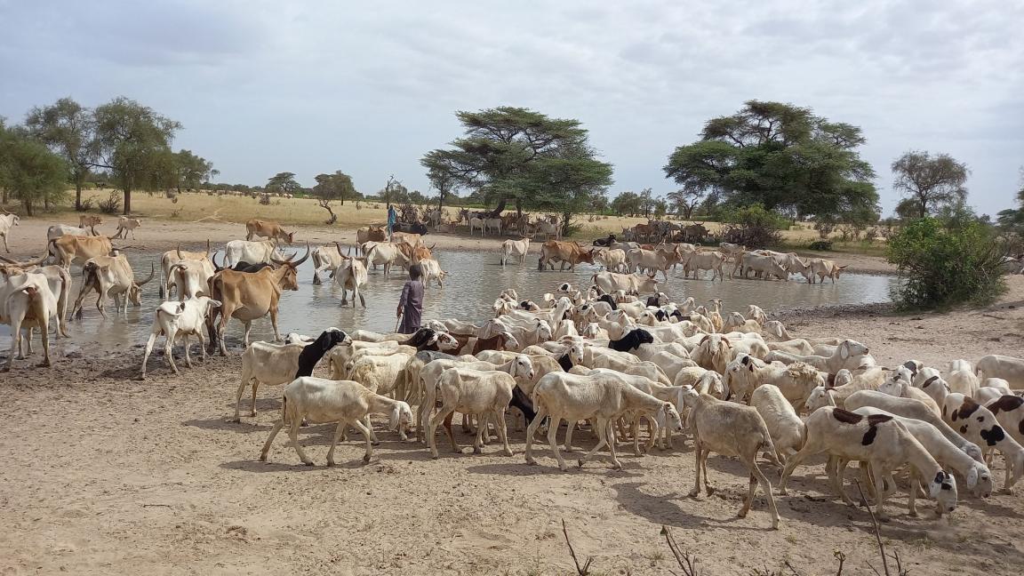 Nutztiere an einem Wasserloch.