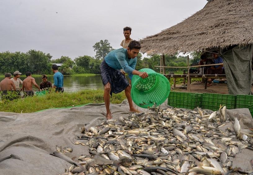 Ein Fischer in Myanmar stapelt frisch gefangenen Fisch am Flussufer auf, während andere im Hintergrund arbeiten.